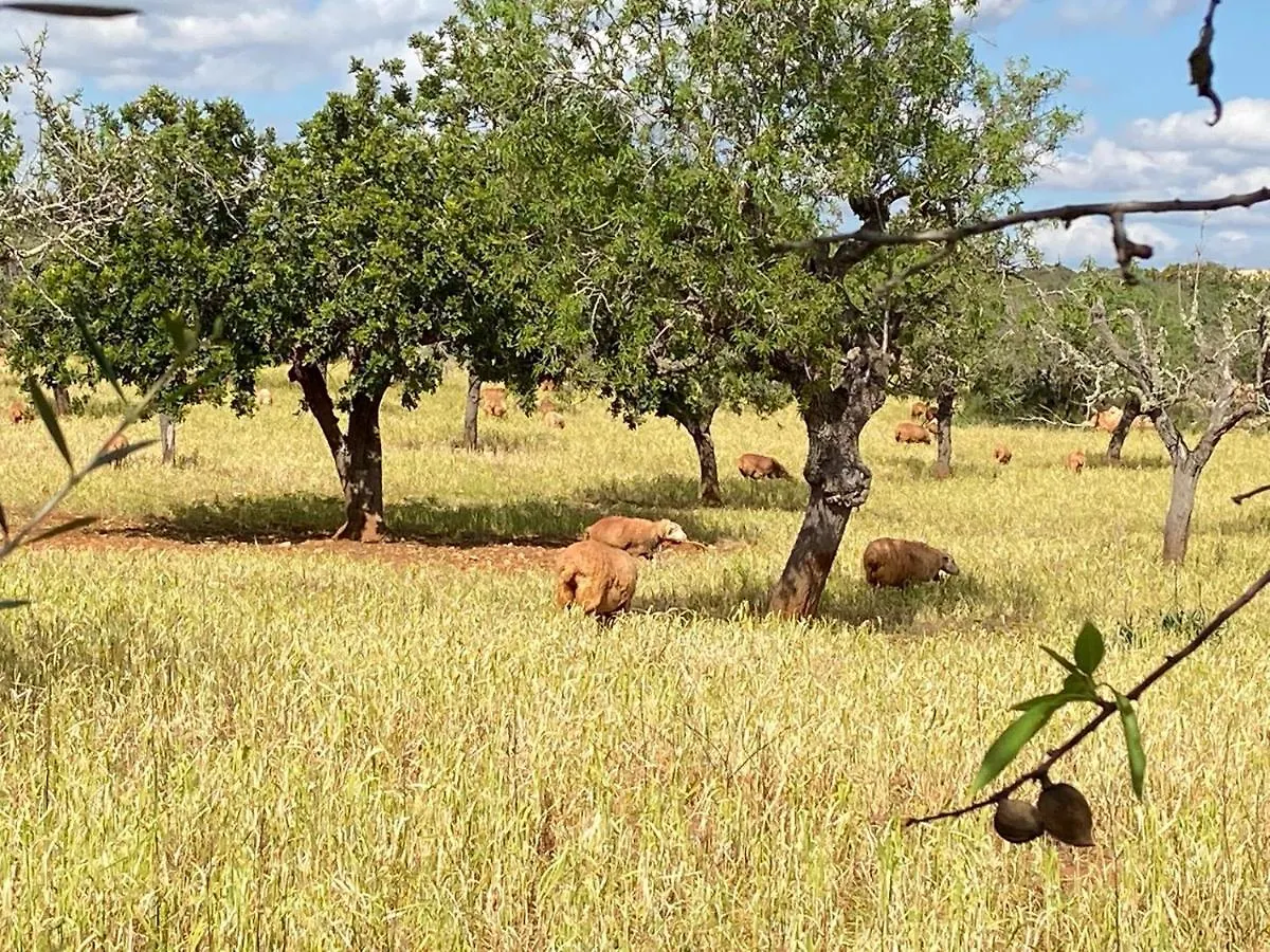 Finca Sa Canova Agroturismo Campos  Spanien