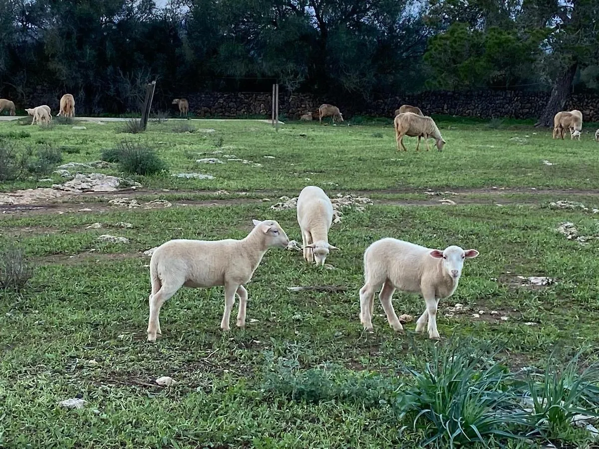 Finca Sa Canova Agroturismo Campos